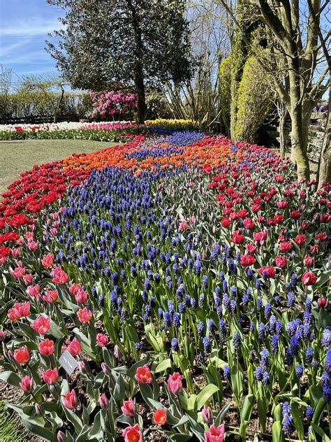 Roozengaarde 2022 Skagit Valley Tulip Festival Stuart Johnson Flickr