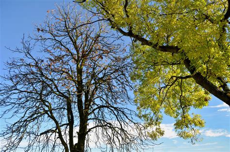 Fotos Gratis Naturaleza Rama Cielo Luz De Sol Flor Abedul Oto O