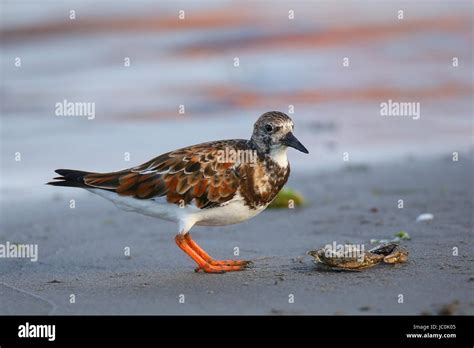 Ruddy Turnstone Arenaria Interpres On The Beach Of Paracas Bay Peru