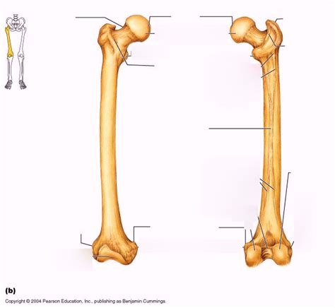 Femur Diagram Quizlet