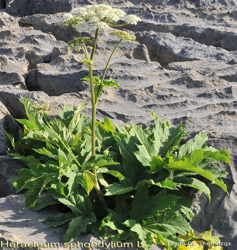 Medicinal Plants: Heracleum sphondylium