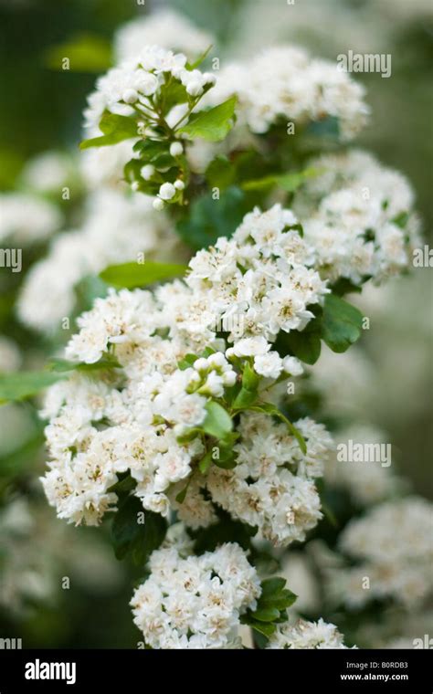 Crataegus Monogyna Hi Res Stock Photography And Images Alamy