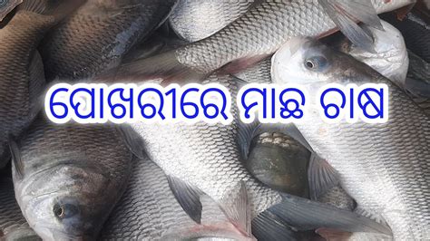 Fish Farming In Odisha Farming In Odisha Pokhari Re Macha Chasa