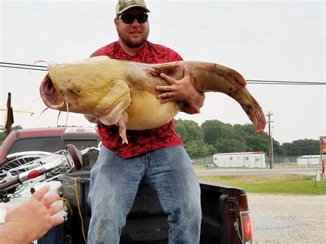 Report Texas Duos 85 Pound Catfish Sets National Noodling Record