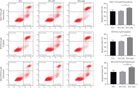 MDA MB 231 Derived EVs Carrying MiR 887 3p Promoted BC Cell Drug