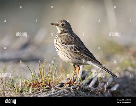 Asian Buff Bellied Pipit Siberian Buff Bellied Pipit Anthus Rubescens