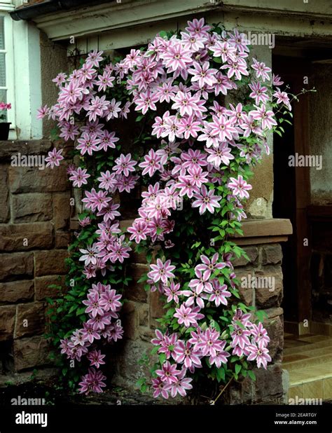 Perennial Flowering Vines Suggestions R Gardening