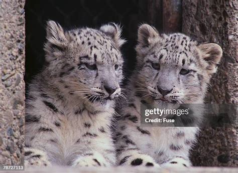 336 Snow Leopard Cubs Stock Photos, High-Res Pictures, and Images ...