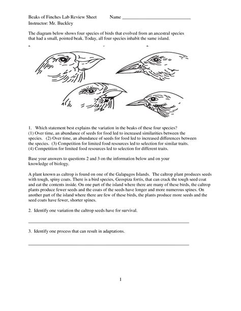 Bird Beak Adaptations Worksheet