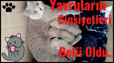 British Shorthair Yavruları Yavru Kedi Cinsiyeti Nasıl Anlaşılır