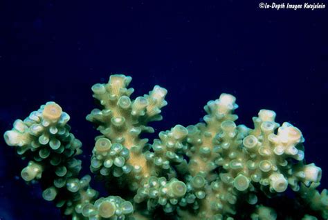 Acropora Cf Tenuis Kwajalein Marshall Islands