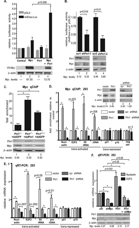 Pin1 Positively Regulates Myc Transcriptional Activity And Target Gene