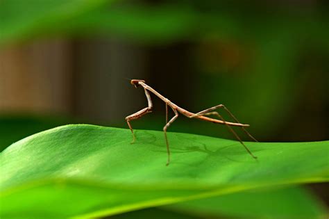 Free Images Nature Grass Leaf Green Praying Mantis Bug Fauna