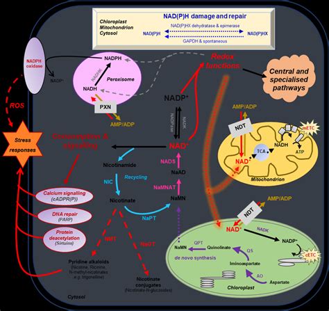 1 Basics Of Nicotinamide Adenine Dinucleotide Nad Metabolism In Download Scientific