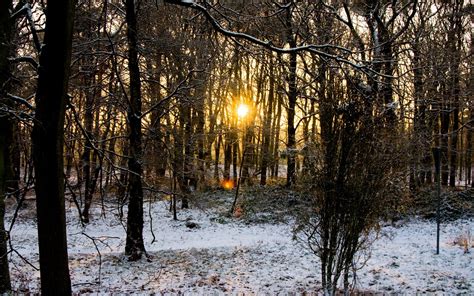 Wallpaper Sunlight Landscape Forest Sunset Nature Reflection