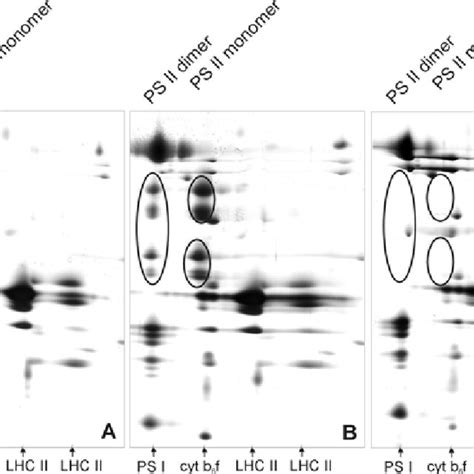 Two Dimensional Gel Electrophoresis Analysis Of Thylakoid Protein