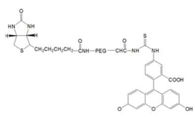 星戈瑞荧光推荐 荧光素聚乙二醇FITC PEG标记活性基团