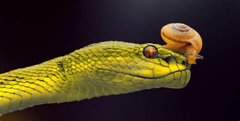 Premium Photo | Yellow viper snake in close up