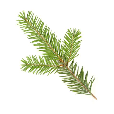 Douglas Fir New Zealand Essential Oil Purenature Nz