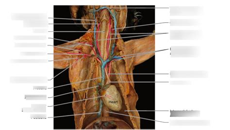 Upper Extremity Cat Diagram Quizlet