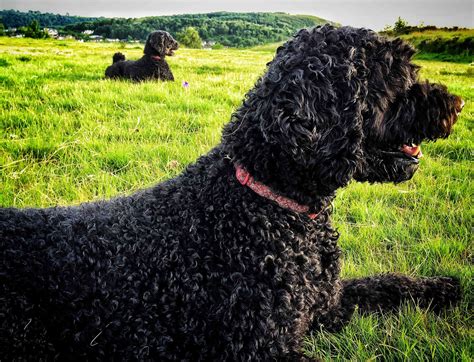 10 Best Dog Breeds From Portugal