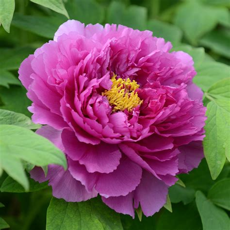 Shop Paeonia Suffruticosa Ling Hua Zhan Lu J Parkers