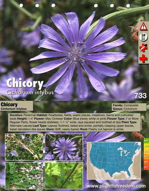 Chicory Edible Medicinal And Cautions The Cargo Cult Café