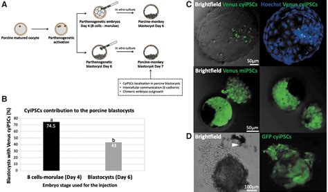 In Vitro And In Vivo Interspecies Chimera Assay Using Early Pig Embryos