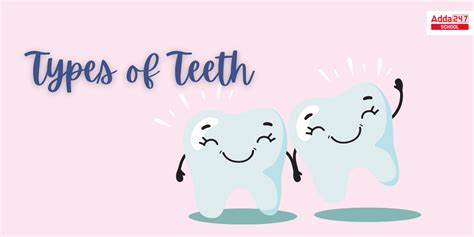 Types Of Teeth And Their Functions And Diagram