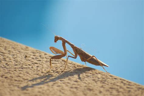 The Beautiful Mantis Religiosa in the Sunlight 8 Stock Photo - Image of ...