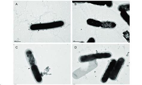 LC693 forms peritrichous flagella. Flagella were visualized by... | Download Scientific Diagram