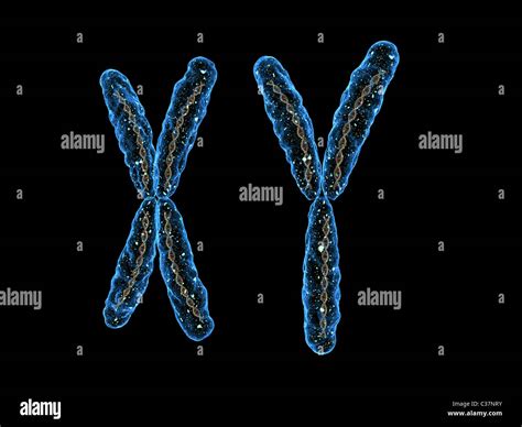 X And Y Chromosomes 