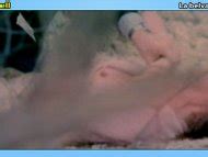 Naked Marisa Mell In Beast With A Gun