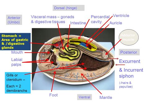 Mollusca 5 Classes Phylum Gastropoda Stomach Ppt Video Online