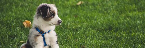Puppy Preschool & Behaviour | Shell Cove Vet Clinic