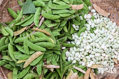 Fava Phaseolus Lunatus L Beans Also Known As Bean Bean Or Lima