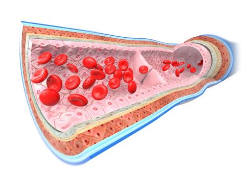 Illustration Anatomie Blutgef E Medicalgraphics