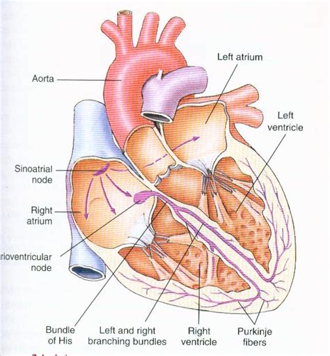 List 102 Pictures The Sequence Of Electrical Excitation In The Heart