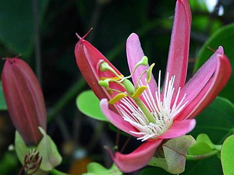 Kew Gardens Pink Passion Flower Vine Live Plant Passiflora Starter Sz Emerald Goddess Gardens