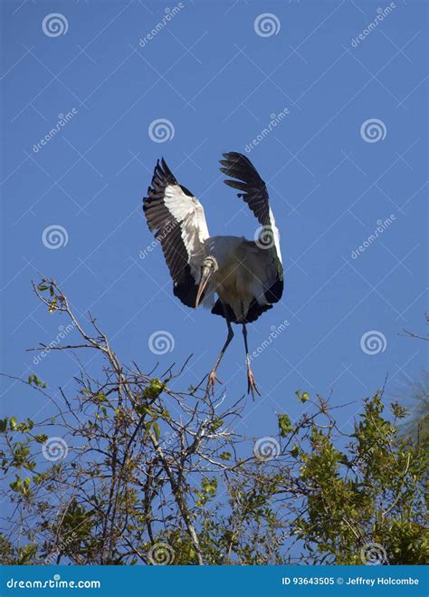 Wood Stork Coming in for a Landing in Central Florida. Stock Image