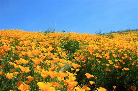 California's Wildflower Super Bloom | Earth Blog