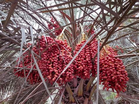 Premium Photo | A palm tree with red fruit on it