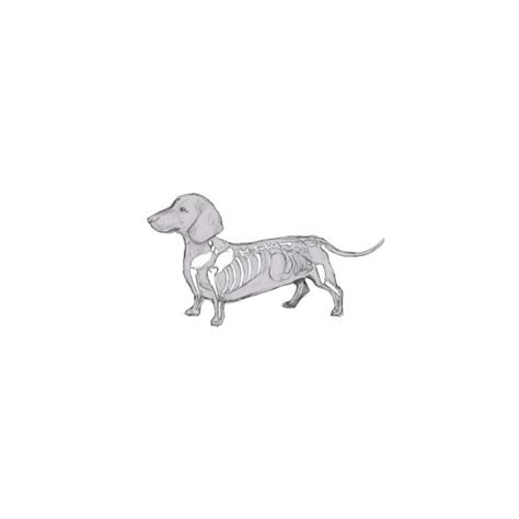 Dachshund Skeleton - Sausage Dog - T-Shirt | TeePublic