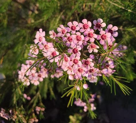 Chamelaucium Sarah Delight Pbr Geraldton Wax Pot Hello Hello Plants