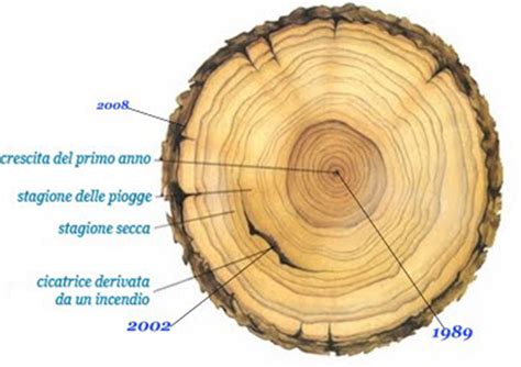 Let Degli Alberi Lega Nerd