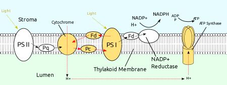 Thylakoid | Definition, Structure & Function - Lesson | Study.com