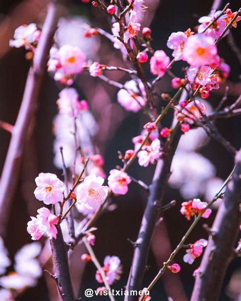 visit xiamen  plum blossom