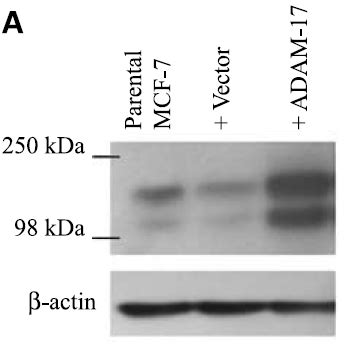 Anti TACE ADAM17 Antibody QED Bioscience Inc