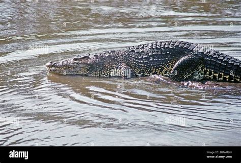 Cuban Crocodile Crocodylus Rhombifer Critically Endangered Reptile