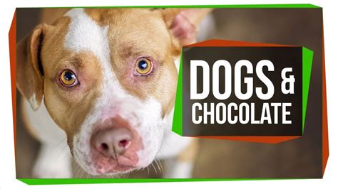 Dog Ate Chocolate Symptoms, Toxicity, And What You Should, 44% OFF